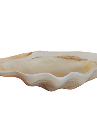 Shell Décor Tray